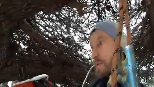 Санитарная обрезка Кедра Алупка 2017 г смотреть онлайн