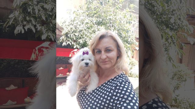 Самы красивый, милый, самый чудесный малыш🤗Мальтезе,Тимофей, Тима.Ждет семью+79788972514 доставка смотреть онлайн