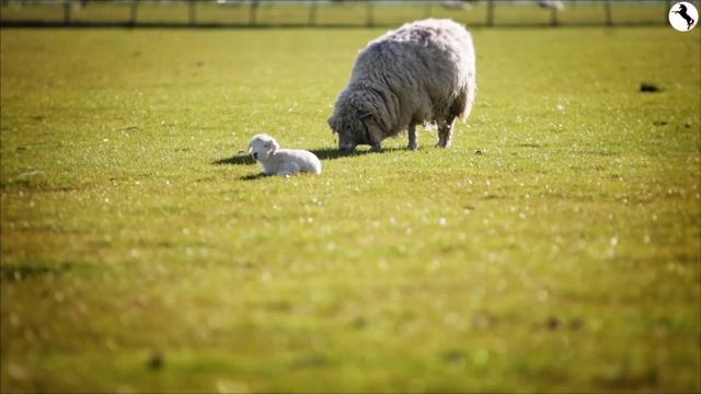 Ягнята. ?? Обучающие карточки! Давайте узнаем о детёнышах домашних животных! смотреть онлайн