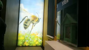 "Музей пчеловодства" в павильоне №28 на ВДНХ.