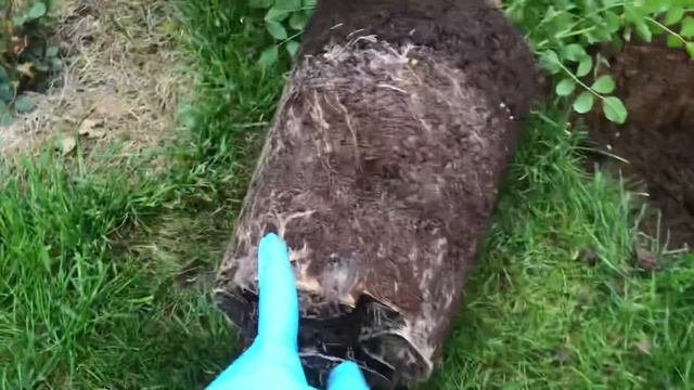 Так розы приживутся на ? % посадка роз весной смотреть онлайн