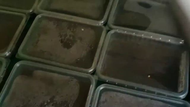 Стратификация, плюс всходы смотреть онлайн