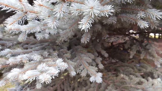 Голубые ели смотреть онлайн