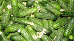 Самые продуктивные и неприхотливые сорта огурцов