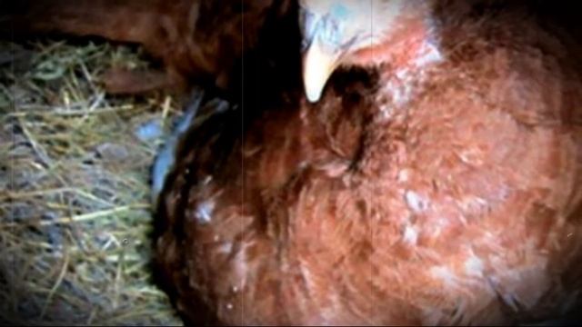 Когда индюки начинают нести яйца в домашних условиях смотреть онлайн