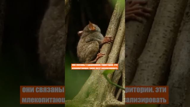 Громче сирены! Чудо животное: вот это глазища - он просто вводит в ступор! Смотреть всем! смотреть онлайн