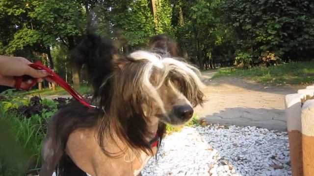 Копия видео MVI 6945 смотреть онлайн