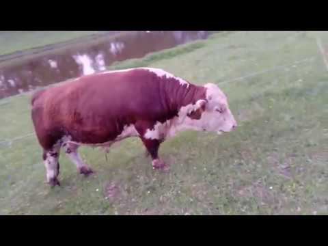 Бычки КФХ "Герефорд"