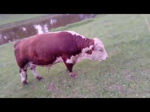 Бычки КФХ "Герефорд"