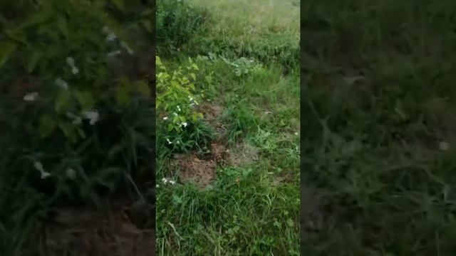 садовый вар Хольцера или пытаемся спасти сад. смотреть онлайн