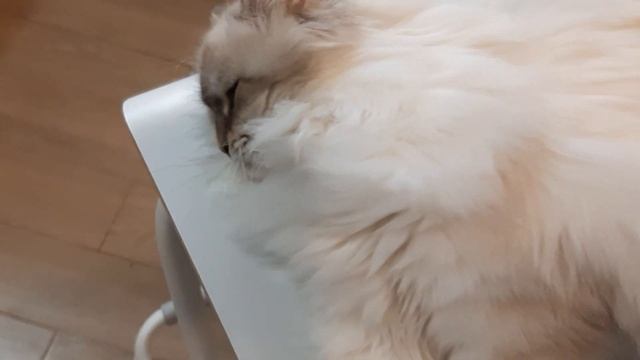 Невская Маскарадная кошка Лависса, 7,5 месяцев.  Окрас блю тебби пойнт.