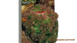 Салат обыкновенный Лолло Росса Листовой ? обзор: как сажать, семена салата Лолло Росса Листовой