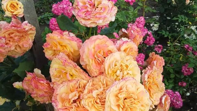 Роза Ла Вилла Котта смотреть онлайн