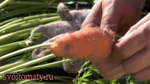 Озимая морковь. Уборка и выводы