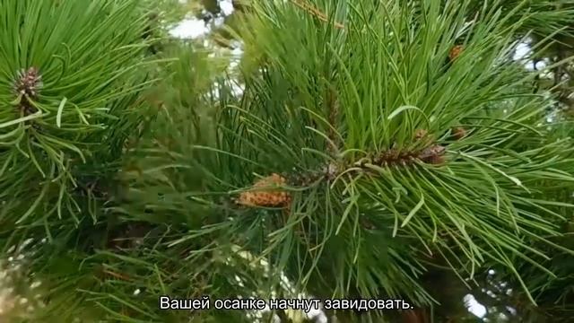 Тянемся вверх: как ежедневная растяжка поможет улучшить самочувствие смотреть онлайн