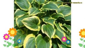 Хоста гибридная Еллоу Ривер. Краткий обзор, описание характеристик hosta hybrida Yellow River