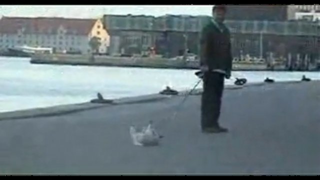 Собака отказывается идти 
