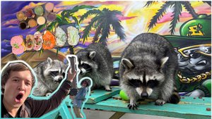 День Рождения Зоеньки. Бар "Твоя Остановочка". Вот Енот в Санкт-Петербурге. 40 000 шагов.