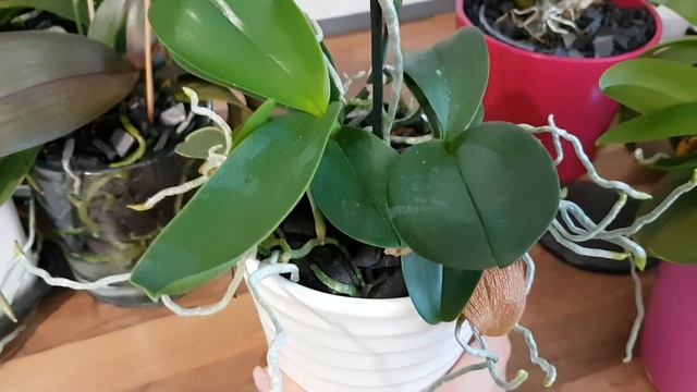 44. Орхидеи в пенопласте начинают растить цветоносы! Обзор фаленопсисов в середине сентября 2019 смотреть онлайн