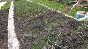 Чем подкормить чеснок весной. Первая подкормка чеснока.