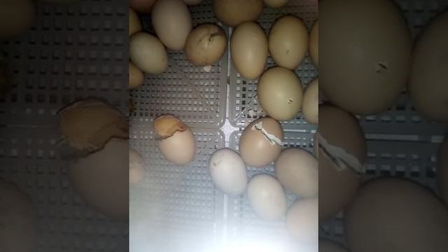 Вылупление цыплят в инкубаторе "Несушка"