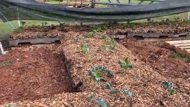 SC Frost Killed My Lettuce! смотреть онлайн