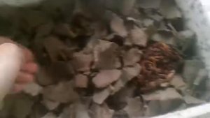 Подробно о моём методе разведения червей "Старатель" от Андрея Ткаченко.