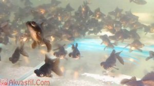 Золотая рыбка - форма Чёрный Телескоп. Аквариумные рыбки. Аквариумистика.