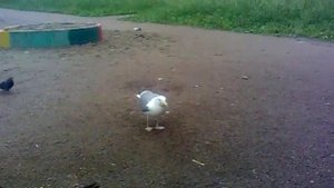 Чайка против голубей