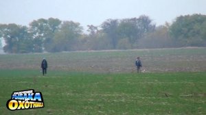 испытания борзых