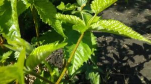 Прищіпка ремонтантної ожини/ Прищипка ремонтантных сортов ежевики