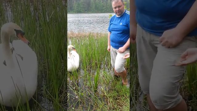 Почему лебеди любят хлеб и пряники? смотреть онлайн