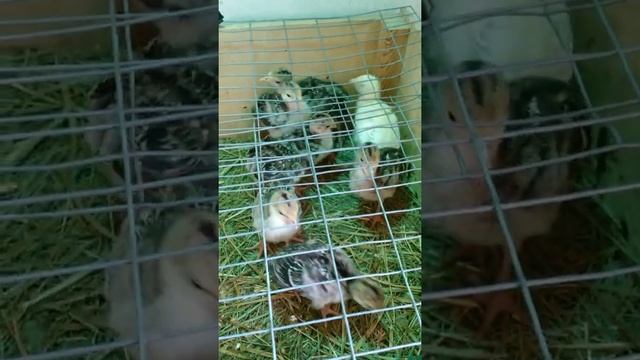 Индюшата-первый опыт (начало). смотреть онлайн