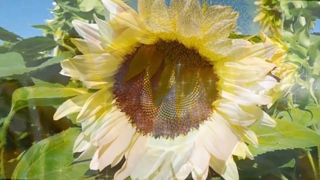 Новая, неземная мелодия Сергей Грищук уносит вдаль к мечтам!Трогает до глубины души и уносит вдаль смотреть онлайн