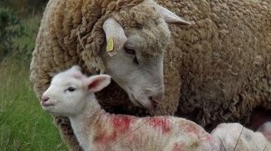 Île-de-France Sheep | Adaptable Triple Purpose