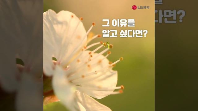 궁금증 해결! 재미있는 과학 상식~ 개나리꽃은 어떻게 잎보다 먼저 필까? [신비한 과학사전] смотреть онлайн