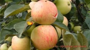 Яблоня средний Юбиляр (malus iubiliar) ? яблоня Юбиляр обзор: как сажать саженцы яблони Юбиляр