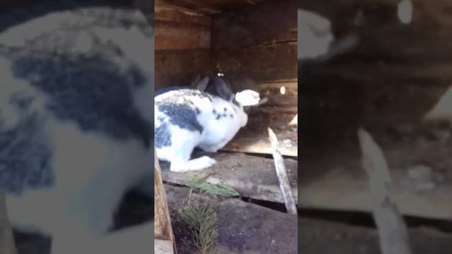 Как понять что крольчиха беременая смотреть онлайн