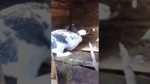 Как понять что крольчиха беременая