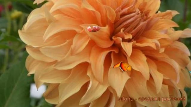 Георгина декоративная Геркулес dahlia hercules ? обзор: как сажать луковицы георгины Геркулес