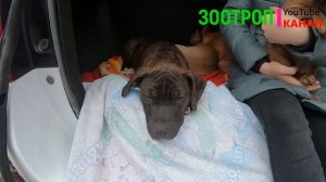 Собачий рынок. Одесса сегодня. Староконный рынок. Птичка. Продажа щенков. Продажа щенков. #зоотроп