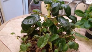 МОМЕНТАЛЬНЫЙ РОСТ СИННИНГИЯ ЖЕЛТАЯ АРОМАТНАЯ 6.08.21 #синнингияжелтаяароматная #синнингиниицветут