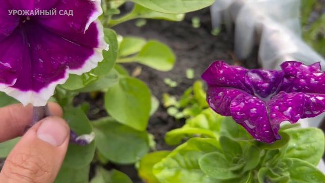 Я обалдел! Подсыпал немного этого в каждый горшок с цветком и даже хилые ожили и пышно зацвели!