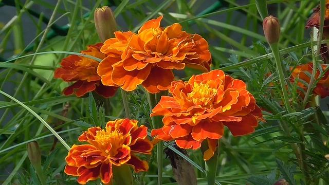 Бархатцы 2023 Футаж 201 смотреть онлайн