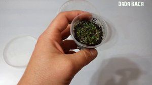 Аквариумные растения из семян с Алиэкспресс! 3 пакета семян, а так же что из них выросло!