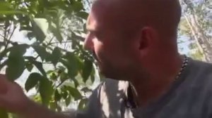 Растения хищники  BBC