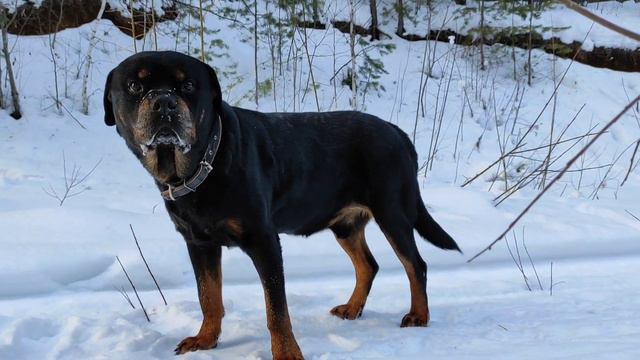 Республика Башкортостан. Турбаза Купец. 4-5 февраля 2023 года смотреть онлайн