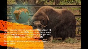 Интересные факты о овцебыке