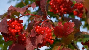 Над рекой калина спелая -  Василий Вялков