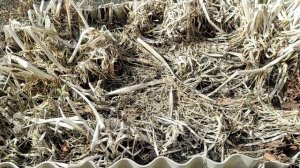 чищю лук  БАТУН.mp4